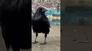 Ravens Ocean Beach #ravens #corvids #birds #sanfrancisco #oceanbeach #nature #beach #urbanwildlife