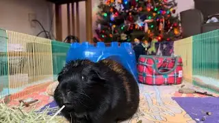 Eating A Pellet And Hay Snack Compilation