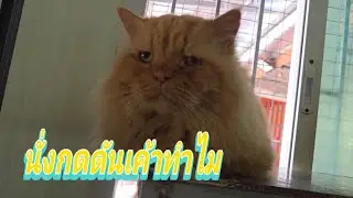นั่งกดดันเค้าทำไม15.ม.ค.69@cats_home @stray_cats 