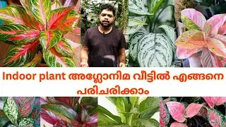 Indoor plant അഗ്ലോനിമ വീട്ടിൽ എങ്ങനെ കൃഷി ചെയാം| How to care Indoor plant  aglonima in #home| #garde