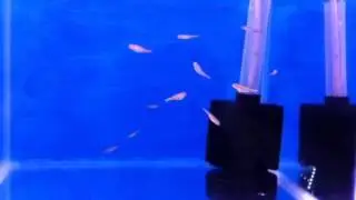 Notropis Chromosus fry