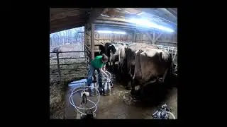 Milking 4 cows with delaval style bucket milkers