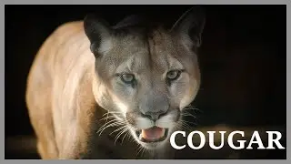 Cougar scream at night in the woods. Mountain lion sounds very scary.