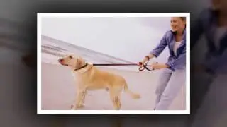 Professional Dog Trainers | Chicago, IL &ndash; Chicago Canine Academy