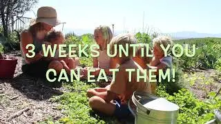 Let's plant seeds! | Generation Regeneration