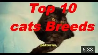 🐾Majestic Mews  Top 10 Hybrid Cat Breeds🐾