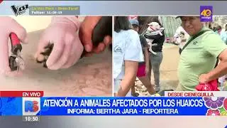 Veterinarios se unen para realizar atenciones gratuitas a animales afectados por los huaicos