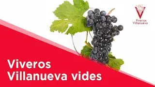VIVEROS VILLANUEVA VIDES