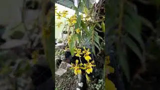 Spike panjang poll -  Cara Mudah Membungakan  - Oncidium Dancing Lady Taka - mirip Onc. americana