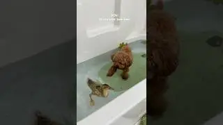 it&rsquo;s bath time! 🐶🐤 #puppy #dog #bath #duck #pets #asmrsounds #shorts