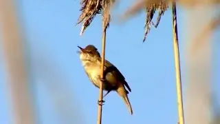 Marsh Warbler: Master of Bird Mimicry!