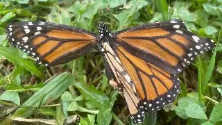 US Geological Survey asking for dead butterflies