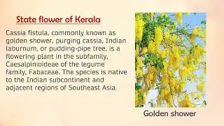 The State flower of Kerala and Himachal Pradesh