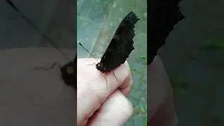 Schmetterling Tagpfauenauge Tagfalter Edelfalter Fleckenfalter Insekt Aglais io #schmetterling