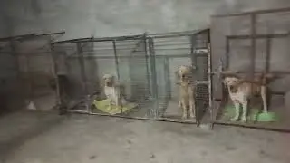 new setup ready in karnal chd all breed dog stud service and puppy available ,hostal, accessories,