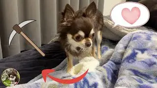 【Chihuahua】Digging Socks from the Blankets & a Vet Day 🐶🧦