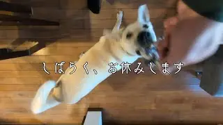 しばらく、お休みします。｜保護犬はちとの日常