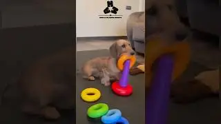 Try Not To Laugh, Dog Edition (Volume 69)