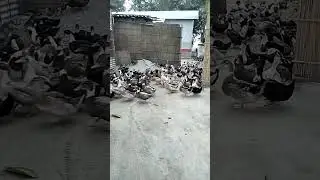 Assam agro project
