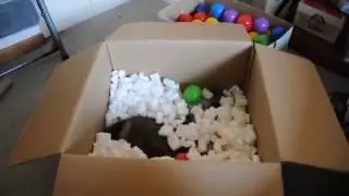 funnyferrets