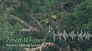 Dawn in the Misty Valley: Gathering Place of Hornbills [ASMR]