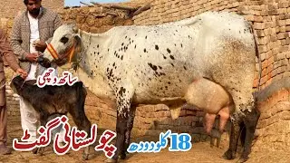 Cholastani freezan cross cow 🐄 for sale in Pakistan (03057194995) on YouTube 15-12-2025