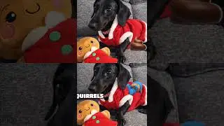 Freaking funny oops I 💩ed!!!#funny #funny #dog