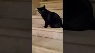 Hissing black cat 🐈&zwj;⬛