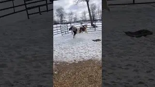 MINI HORSES DOING THE CHA CHA