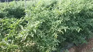 fresh plant of chili🌶