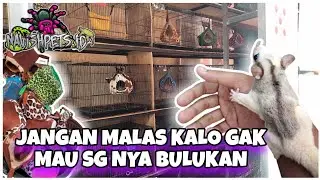 TAHUN BARU 2024 KANDANG SUGAR GLIDER PUN HARUS BERSIH KINCLONG, BIAR SG ACEH KUALITAS NYA MAKIN JOSS