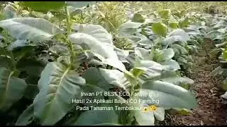Hasil testimoni pupuk Eco Farming pada tanaman Tembakau - PT BEST (081275995765)