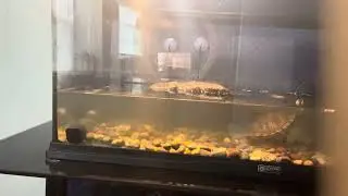 Insane turtle won&rsquo;t eat his food!!! * not at all*