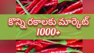 Guntur mirchi market rate today | 11-09-2024