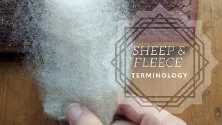 Sheep & Fleece Terminology