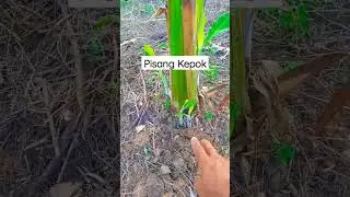Tips Merawat Pisang #shorts #pertanian