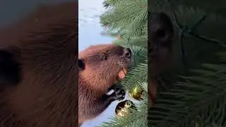 Бобры украли елку #бобр #рыбалка #бобры