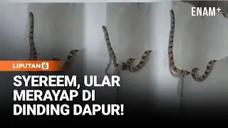Menegangkan! Ular Banjang Taring Merayap Di Tembok Dapur | Liputan6