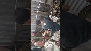 treinamento para competi&ccedil;&atilde;o e foma campe&atilde;