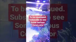 Find out why thousands of #refeers around the world use #illumagic lighting #reefstock #denver