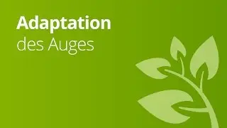 Das Auge - Adaption | Biologie | Neurobiologie und Verhalten