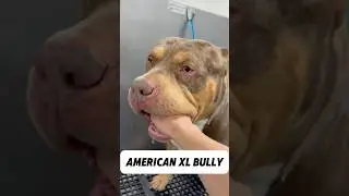 Loki the gentle giant #americanbullyxl #bullybreed #bullydog #bullyxl #americanbully #dogbath
