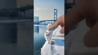 satisfied cat video #cat #relaxingsnow #satisfying