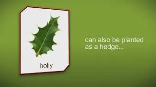 How to plant a Holly Tree, Shrub or Hedge by Heathwood Nurseries