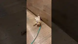Stubborn Dog Perks Up for a Treat || ViralHog