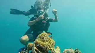 Scuba boat dive #scuba #havelock #marinelife 