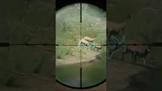 Diamond Beceite Ibex!!!