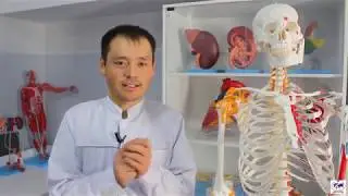 MEASUREMENT OF ABSOLUTE AND RELATIVE LENGTHS  II  INVESTIGATIONS IN TRAUMATOLOGY  II ORTHOPEDICS .