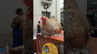 Ayam Brahma katanya ras ayam terbesar di dunia #animals #cuteanimals #brahmachickens