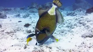 Titan Triggerfish in Mnemba Island